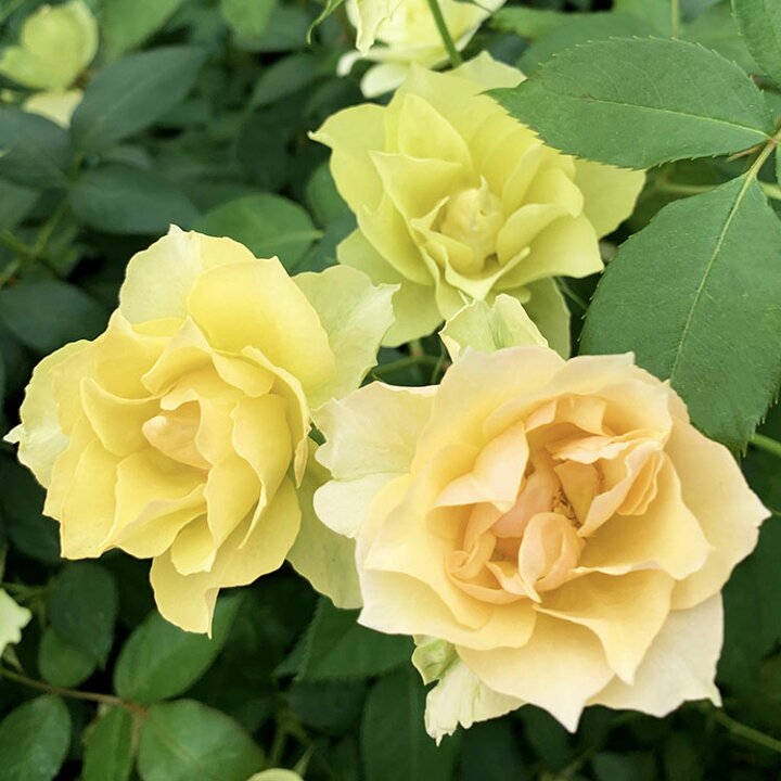 楽天市場 バラ苗 コハク 新苗植え替え 7号専用角鉢入 黄色系 Rose For You 購入特典 ぼかし肥料1kg付き バラ専門店 ザ ローズショップ