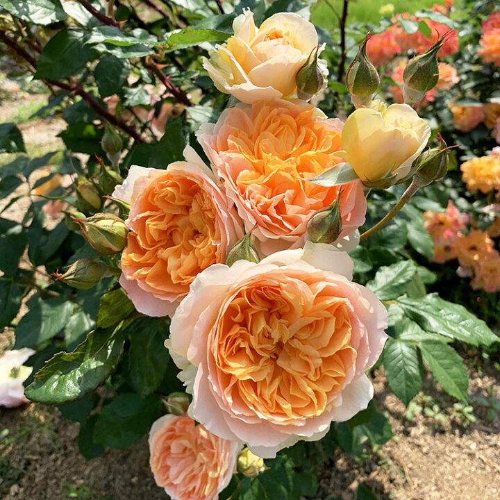 楽天市場 3周年記念セール バラ苗 フロンティア 大苗7号専用角鉢入 オレンジ系 Rose For You セール品のためぼかし肥料は付きません バラ専門店 ザ ローズショップ