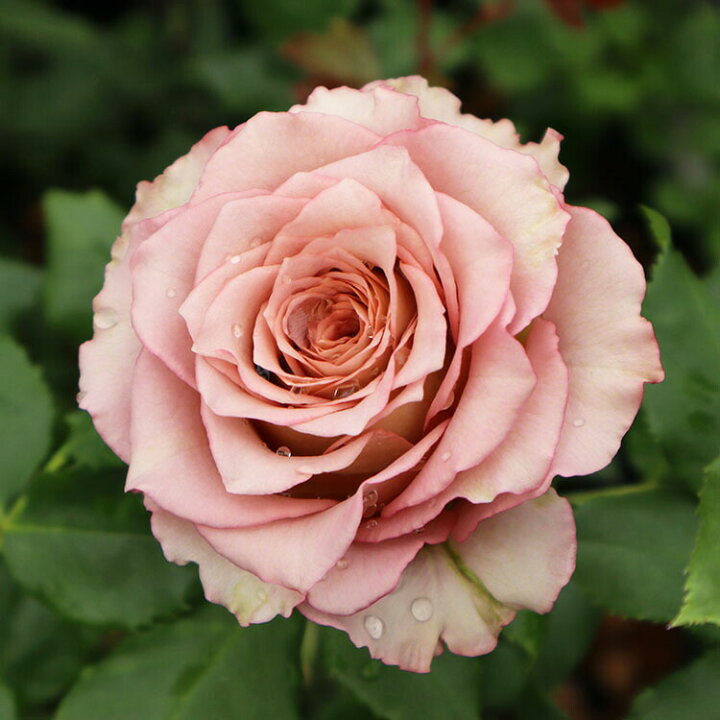 楽天市場 バラ苗 テナチュール 新苗植え替え7号専用角鉢入 ブラウン系 Rose For You 購入特典 ぼかし肥料1kg付き バラ専門店 ザ ローズショップ