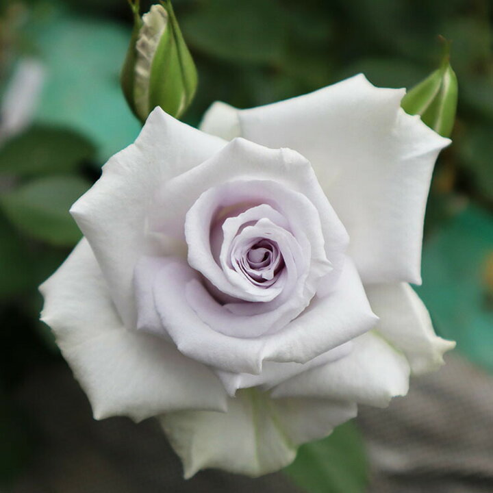 楽天市場 バラ苗 グランブルー 新苗植え替え7号専用角鉢入 紫系 Rose For You 購入特典 ぼかし肥料1kg付き バラ専門店 ザ ローズショップ