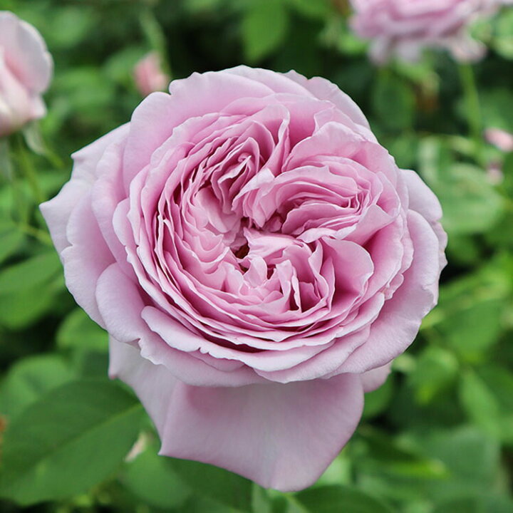 楽天市場 バラ苗 海 カイ 大苗7号専用角鉢入 紫系 Rose For You 購入特典 ぼかし肥料1kg付き バラ専門店 ザ ローズショップ