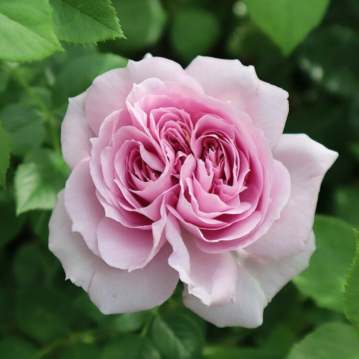 現品 バラ祭り バラ苗 新苗 Rose for You 沙紗 サーシャ 4号専用角鉢入 白系 ぼかし肥料1kg付き
