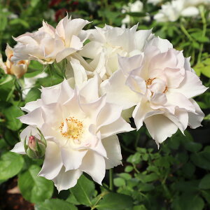 [󂠂] oc yXm[t[Nz (AEgbgc) Vu lG炫  n [YtH[[ Yc 6Xbg