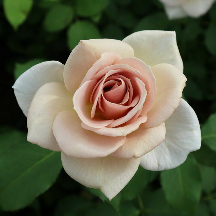 楽天市場 3周年記念セール バラ苗 スイートチョコ 大苗7号専用角鉢入 ブラウン系 Rose For You セール品のためぼかし肥料は付きません バラ専門店 ザ ローズショップ