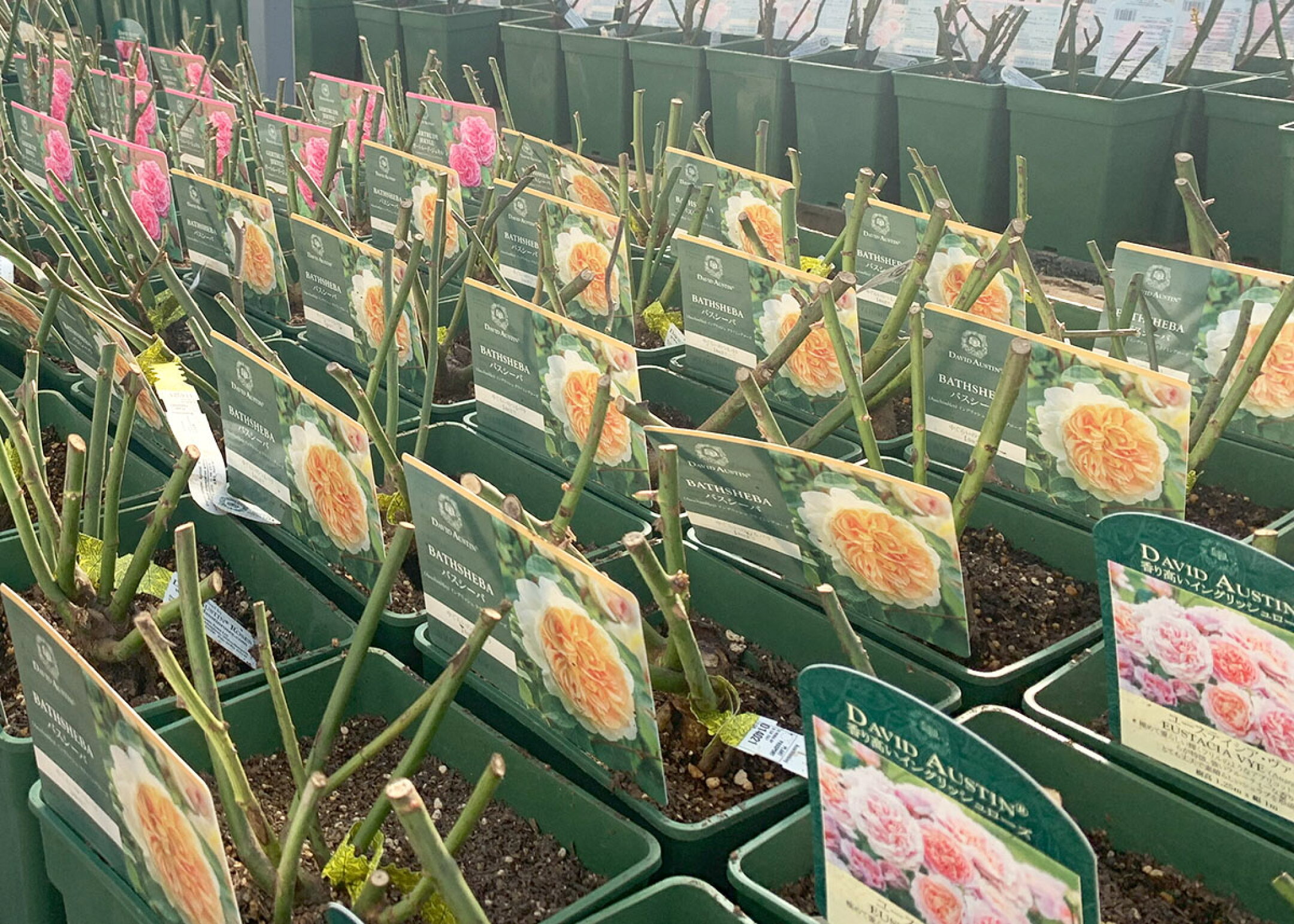 バラ苗大苗イメージ