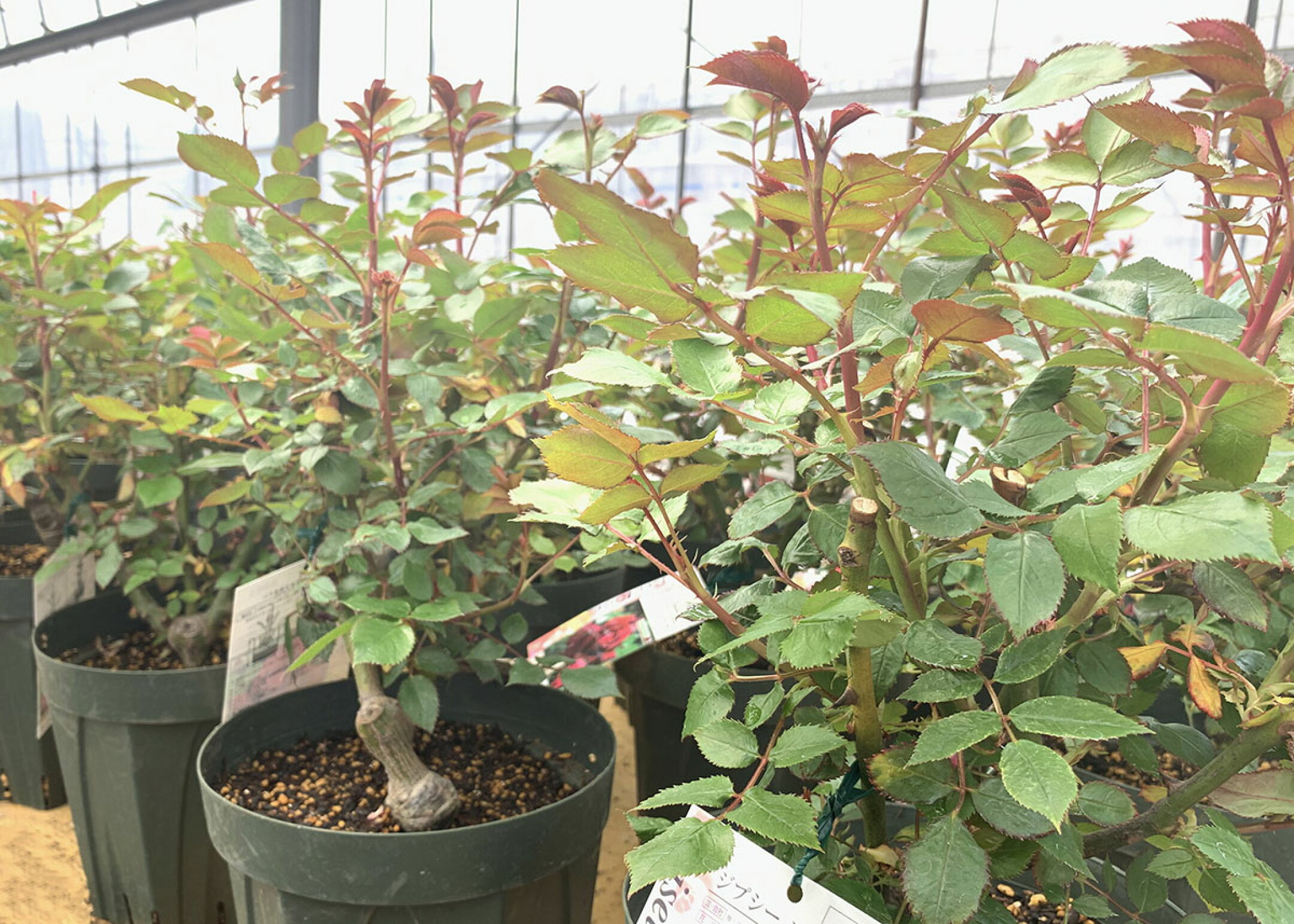 バラ苗大苗イメージ