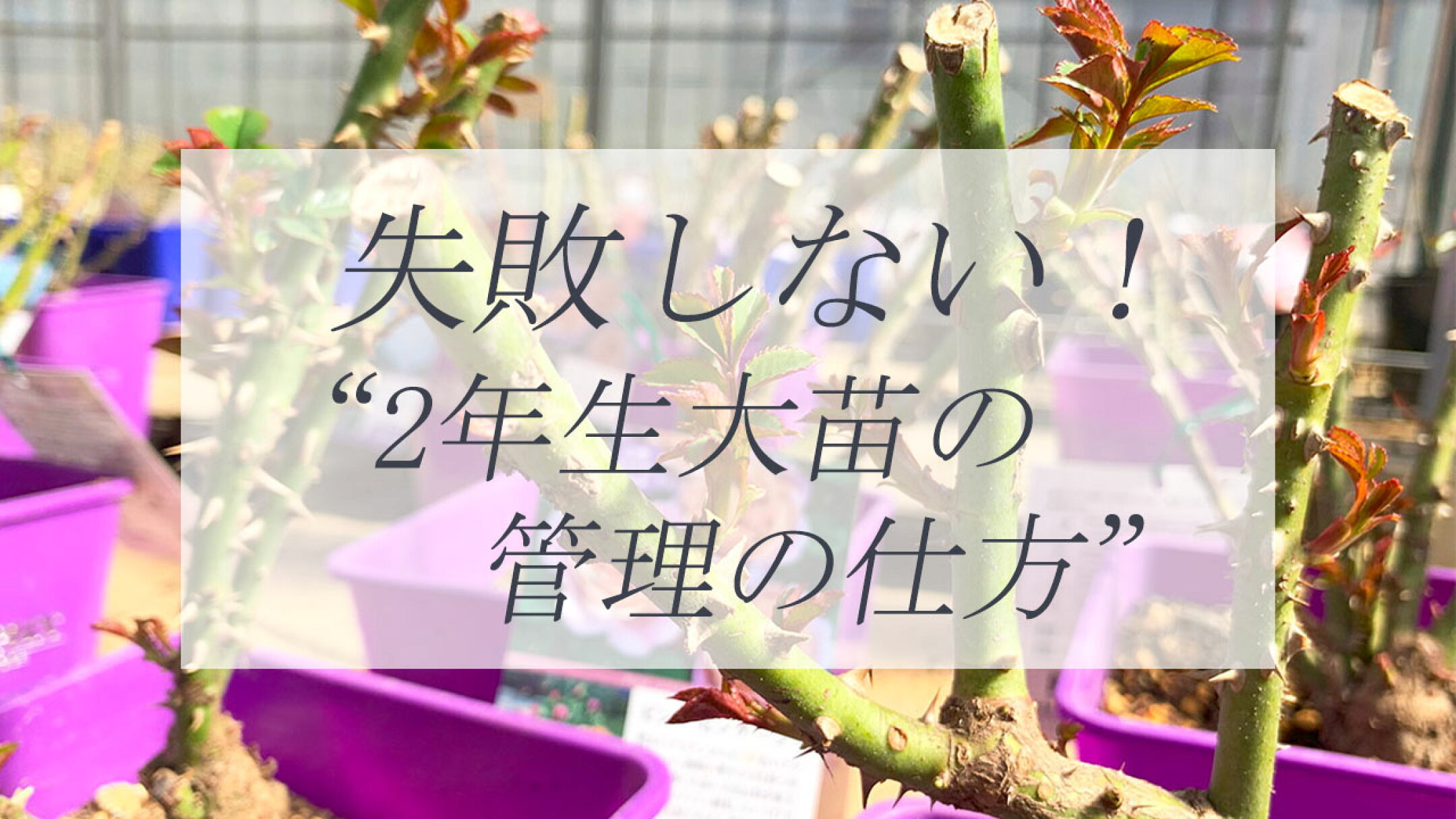 バラ苗大苗の管理の仕方