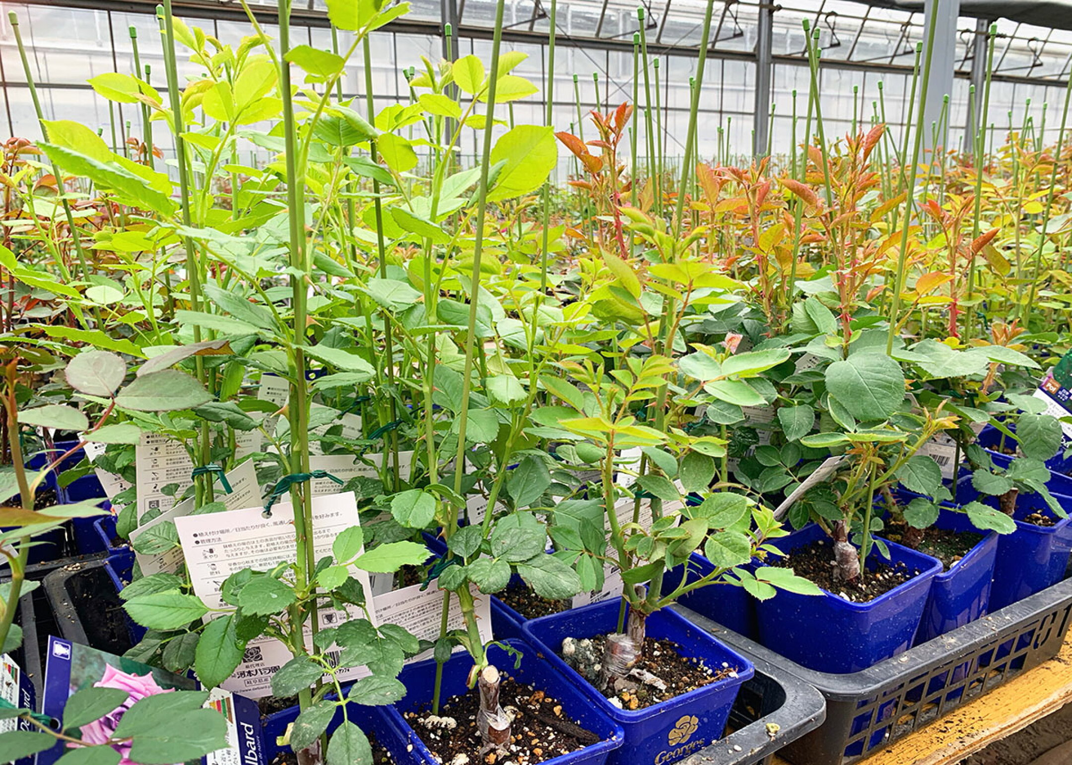 バラ苗新苗イメージ