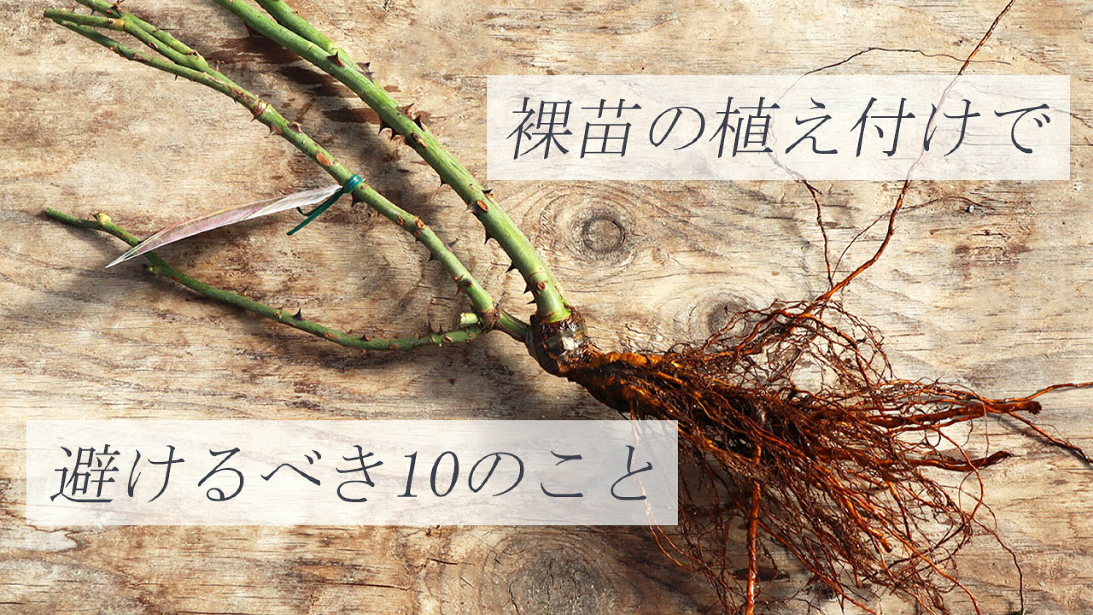 裸苗の植え付けで避けるべき10のこと