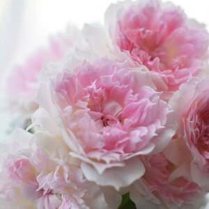 �\��c �o���c �y�A�W���[���z (��c) �t�����o���_ �l�G�炫 ���� �s���N�n �͖{�o���� ���[�Y�h�D�����X���[ ���Y�c 6����p�p�� ���� �y2026�N2����{�����z���z