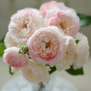 �\��c �o���c �y�T�{���z (��c) �V�����u ���鐫 �l�G�炫 ���� �s���N�n ���n �͖{�o���� ���[�Y�h�D�����X���[ ���Y�c 6����p�p�� ���� �y2026�N2����{�����z���z