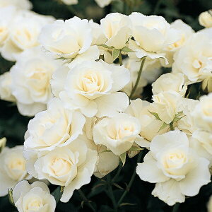 \c oc yACXo[Oz (c) to_ lG炫  n RfX Yc 6Xbg y2026N1{zz