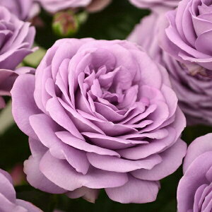 �\��c �o���c �y�J�C���_�u���[�z (��c) �n�C�u���b�h�e�B�[ �l�G�炫 ��� ���n �R���f�X ���Y�c 6���X���b�g�� �y2026�N1�����{�����z���z