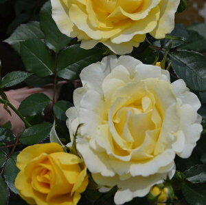 \c oc yhD\Cz (c) to_ lG炫  Fn CA Yc 6Xbg Cio  aCɋ ϕa y2026N1{zz