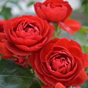 \c oc yXJ[bg{jJz (cc) to_ lG炫  Ԍn CA Yc Cio  aCɋ ϕa y11{zz