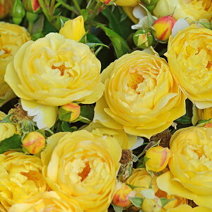 \c oc yVg[hDVxj[z (c) Vu 鐫 lG炫  Fn fo[ Yc 6pp   aCɋ ϕa y2026N2{zz