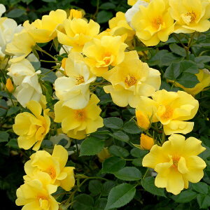 \c oc y`Fbz (c) Vu 鐫 lG炫  Fn CA Yc 6Xbg Cio  aCɋ ϕa y2026N1{zz