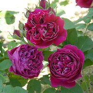[訳あり] バラ苗 【バロンジロードラン】 (アウトレット苗) つるバラ 返り咲き 大輪 紫系 オールドローズ…