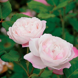 [󂠂] oc y}_sG[IWFz (AEgbgc) o G炫  sNn I[h[Y Yc 6Xbg