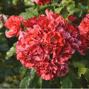 \c oc y[khDjCz (c) Vu 鐫 lG炫  Fn Ԍn sNn i fo[ Yc 6pp aCɋ ϕa y2026N2{z