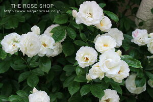 yubNtCf[ |Cg10{Iz \c oc yT}[Xm[z (c) o G炫  n Yc 6Xbg y2026N1{zz