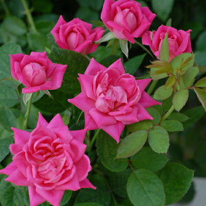 \c oc ysN_umbNAEgz (cc) to_ lG炫  sNn CA Yc Cio  aCɋ ϕa y11{zz