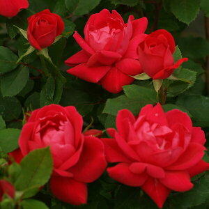 \c oc y_umbNAEgz (cc) to_ lG炫  Ԍn CA Yc Cio  aCɋ ϕa y11{zz