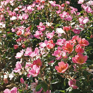 \c oc yC{[mbNAEgz (cc) to_ lG炫  Fn sNn Fn CA Yc Cio  aCɋ ϕa y11{zz