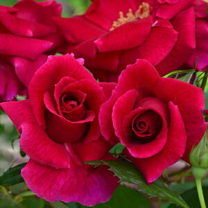 \c oc yuXgbNz (c) o lG炫  Ԍn fBN\ Yc 6Xbg y2026N1{zz