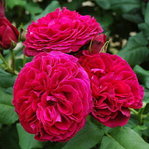 �o���c �y�A�X�g���b�g�O���[���t�B���n���f���x���N�z (��c) �n�C�u���b�h�e�B�[ �l�G�炫 ��� �Ԍn �^���^�E ���Y�c 6���X���b�g�� ����