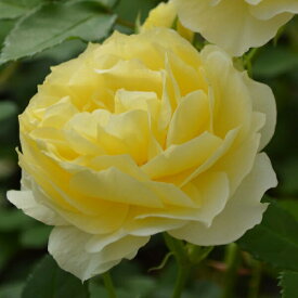 予約苗 バラ苗 【恋きらら (こいきらら)】 (大苗) フロリバンダ 四季咲き 中輪 黄色系 京成バラ園芸 国産苗 6号スリット鉢 強健 病気に強い 耐病性あり 【2026年1月下旬順次配送】