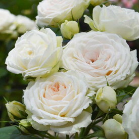 予約苗 バラ苗 【クラリス】 (大苗) シュラブ 半つる性 四季咲き 中輪 複色系 タンタウ 国産苗 6号スリット鉢 【2026年1月下旬順次配送】