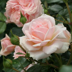 予約苗 バラ苗 【ガーデンオブローゼズ】 (大苗) フロリバンダ 四季咲き中輪 ピンク系 コルデス 国産苗 6号スリット鉢 【2026年1月下旬順次配送】