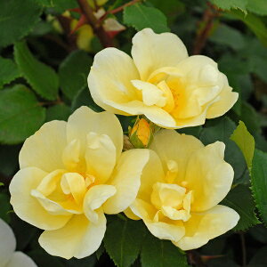 \c oc yTj[mbNAEgz (cc) to_ lG炫  Fn CA Yc Cio  aCɋ ϕa y11{zz