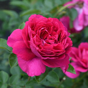 \c oc yv[k[Wz (c) Vu 鐫 lG炫  sNn fo[ Yc 6pp  y2026N2{zz