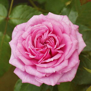 \c oc yt[`[pt[z (c) nCubheB[ lG炫  sNn RfX Yc 6Xbg   aCɋ ϕa y2026N1{zz