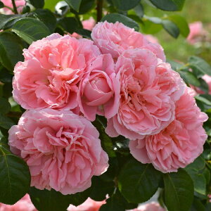 \c oc y (炲)z (c) o Ԃ炫  sNn o| Yc 6Xbg y2026N1{zz