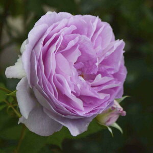 yubNtCf[ |Cg10{Iz \c oc yG[fV^Cz (c) o Ԃ炫  Fn ^^E Yc 6Xbg y2026N1{zz