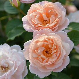 楽天市場 ロサオリエンティスの通販