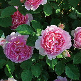 楽天市場 ロサオリエンティスの通販