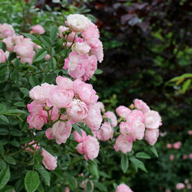 バラ苗 玉鬘（たまかずら） 国産新苗4号鉢 返り咲き小輪 つるバラ(CL) ピンク系