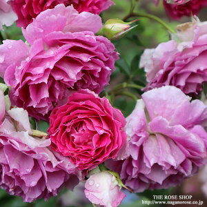 \c oc yVFGU[hz (c) to_ lG炫  sNn TIGeBX Yc 6pp  y2026N2{zz