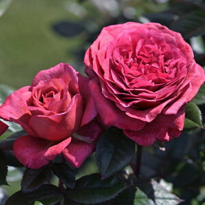 \c oc yBE[[Yz (c) nCubheB[ lG炫  Ԏn fo[ Yc 6pp   aCɋ ϕa y2026N2{zz