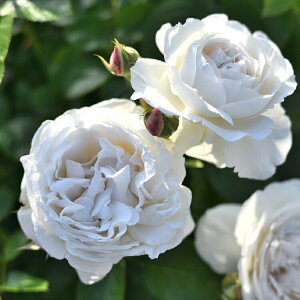 �\��c �o���c �y�p�u�����z (��c) �V�����u ���鐫 �l�G�炫 ��� ���n �f���o�[�� ���Y�c 6����p�p�� ���� �y2026�N2����{�����z���z