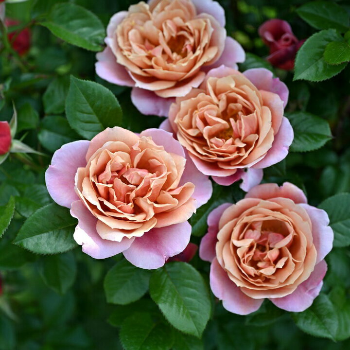 楽天市場 バラ苗 ピンクビンテージ 国産大苗ドリュオリジナル角鉢6号 四季咲き大輪 複色系 フレンチローズ ドリュ バラ専門店 ザ ローズショップ 楽天市場 バラ苗 ピンクビンテージ 国産大苗ドリュオリジナル角鉢6号 四季咲き大輪 複色系 フレンチローズ ドリュ バラ専門店 ザ ローズショップ