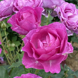 \c oc yIhD[_[z (c) nCubheB[ lG炫  sNn RfX Yc 6Xbg   aCɋ ϕa y2026N1{zz