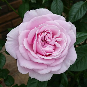 yubNtCf[ |Cg10{Iz \c oc ypt[hXz (c) o lG炫  n ^^E Yc 6Xbg  y2026N1{zz