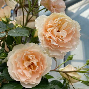 yubNtCf[ |Cg10{Iz \c oc y}eBAXNEfBEX[Yz (c) o lG炫  IWn ^^E Yc 6Xbg y2026N1{