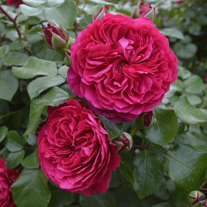 \c oc ybhIih_r`z (c) Vu 鐫 lG炫  Ԍn AeB[N^b`̃o CA Yc 6Xbg Cio  aCɋ ϕa