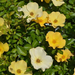 \c oc ypԓ` R (ӂł ܂Ԃ)z (c) Vu  lG炫  Fn TIGeBX vObVI Yc 6pp  aCɋ ϕa